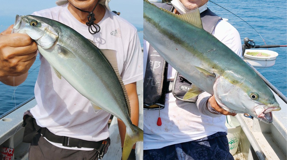 【秋は青物！】魚皮バケ＆落とし込みで狙う イナダに加えカンパチ回遊中！