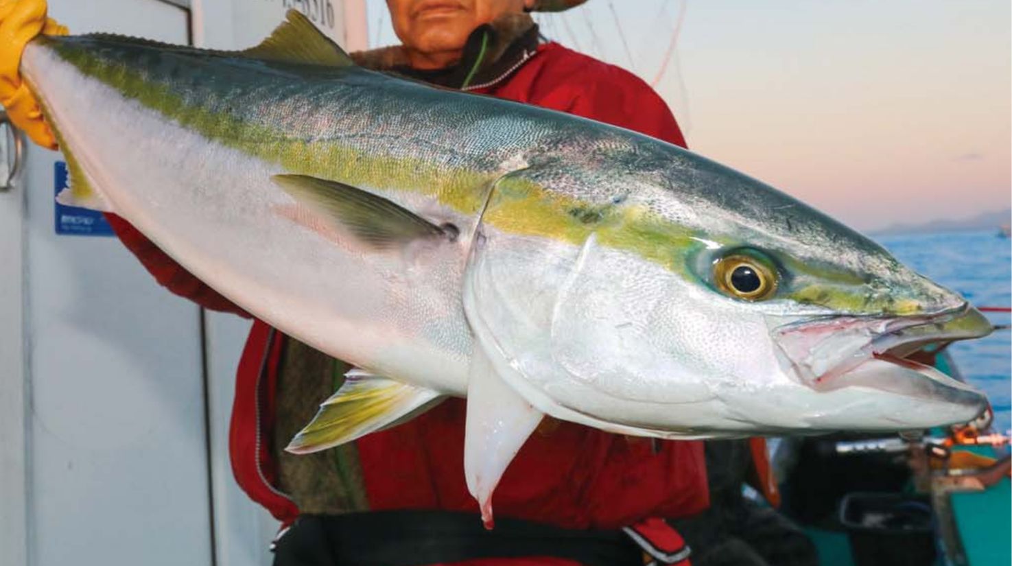 【ブリ＆マダイ】10キロオーバー続々 新潟上越のブリフィーバー