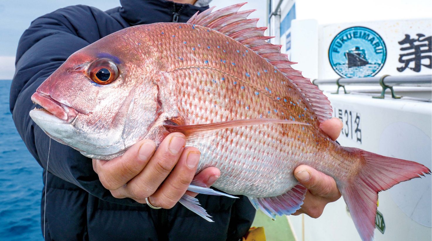 【ブリ＆マダイ】冬場は深場で大型主体も コマセダイ入門ならココ！