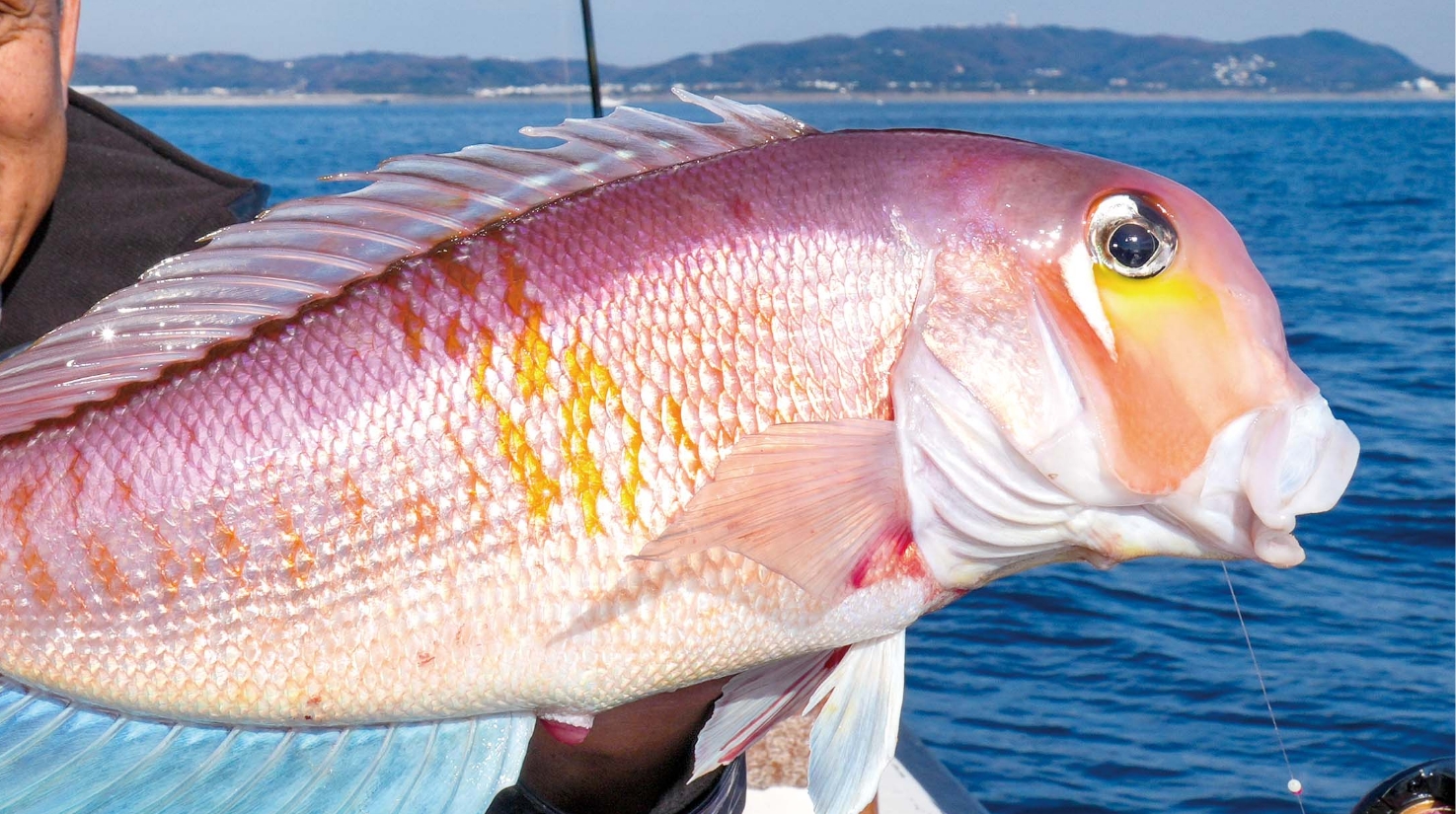 【ライトに狙い鯛！】ライトアマダイ 盛期突入深場で中大型確率アップ中！