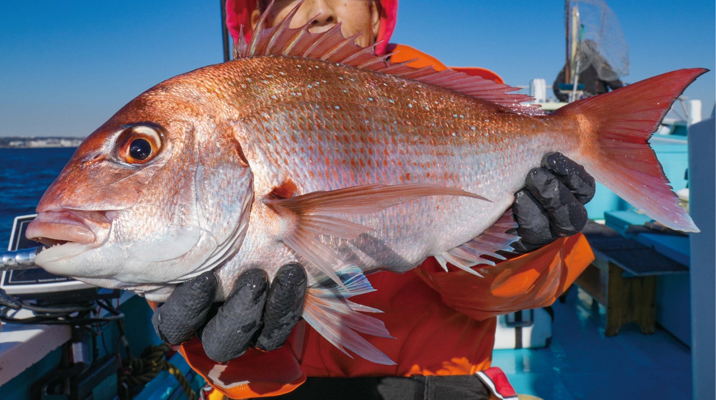 【紅きターゲット4】久里浜沖、冬のコマセダイは 数に期待大で食味も抜群!