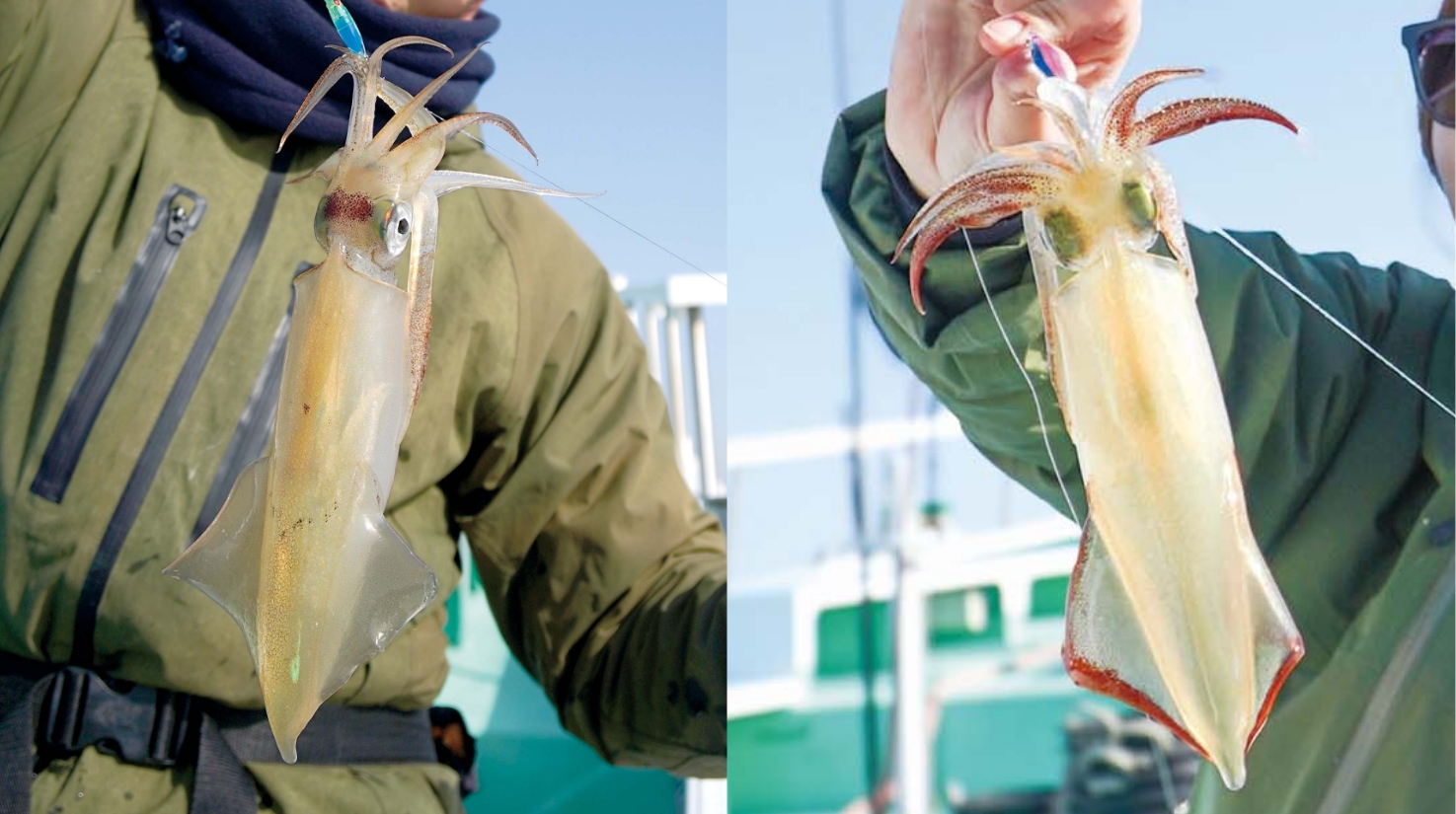 【春のイカ！マル・ヤリ・スルメ】水深はすでに80メートル前後 今年のマルイカは期待大！