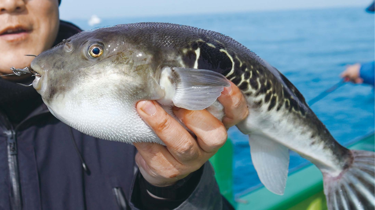 【トラフグ大全2026】きたるべき本番に備え プレシーズンで腕ならし