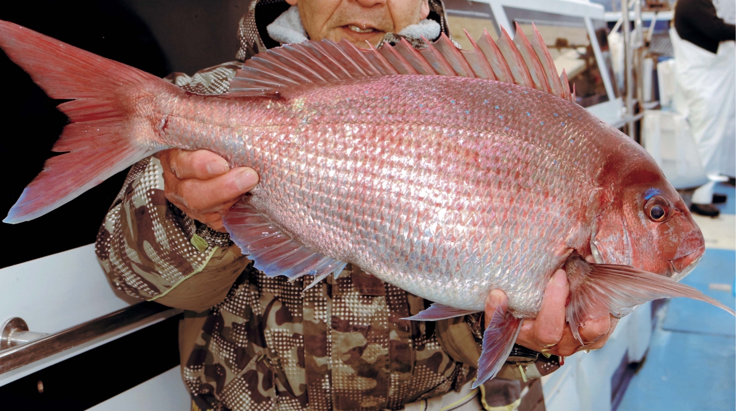 【マダイ始まったって！】コマセホットスポット沼津沖 産卵後の荒食いも期待大！