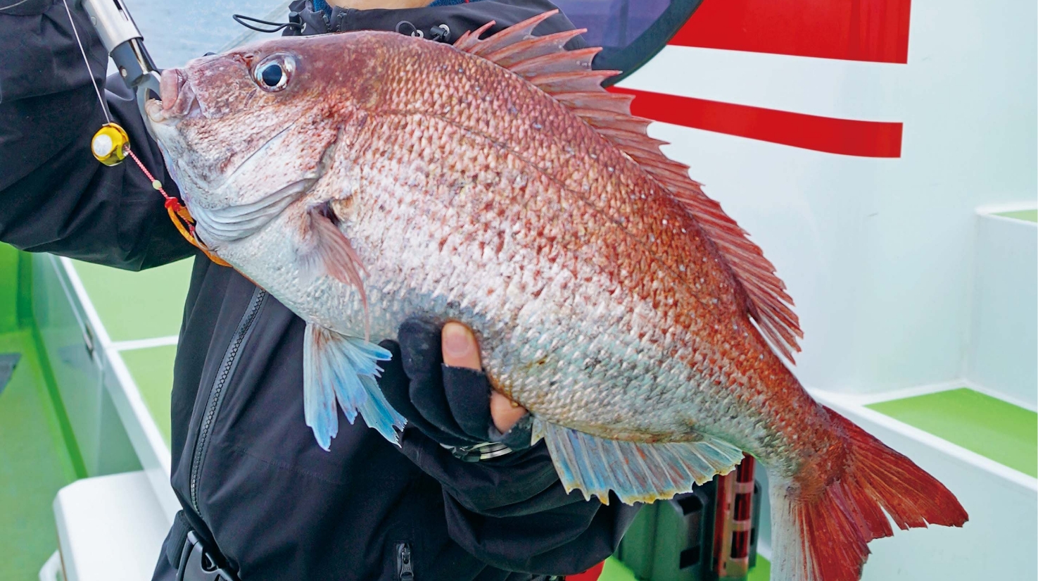 【マダイ始まったって！】突然のアタリが超快感！ 価値ある１枚はタイラバで