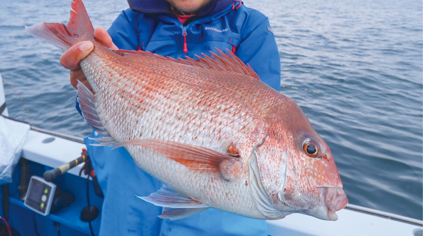 【新緑のコマセ釣り】いよいよ乗っ込み本番 富浦沖は数釣りから型狙いへ