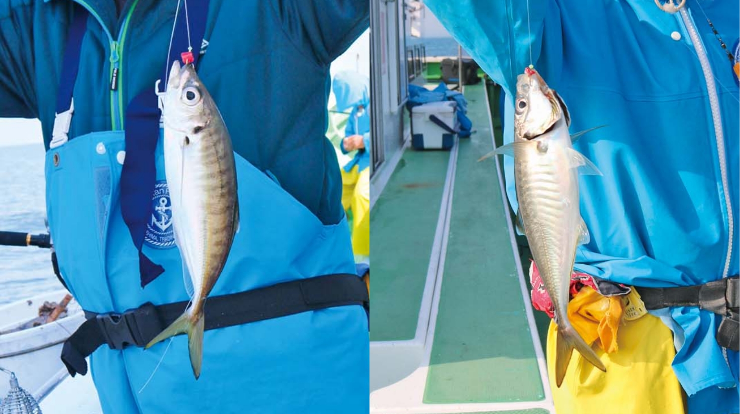 【新緑のコマセ釣り】春のビシアジ好シーズン 人気の近場メインの釣りへ！
