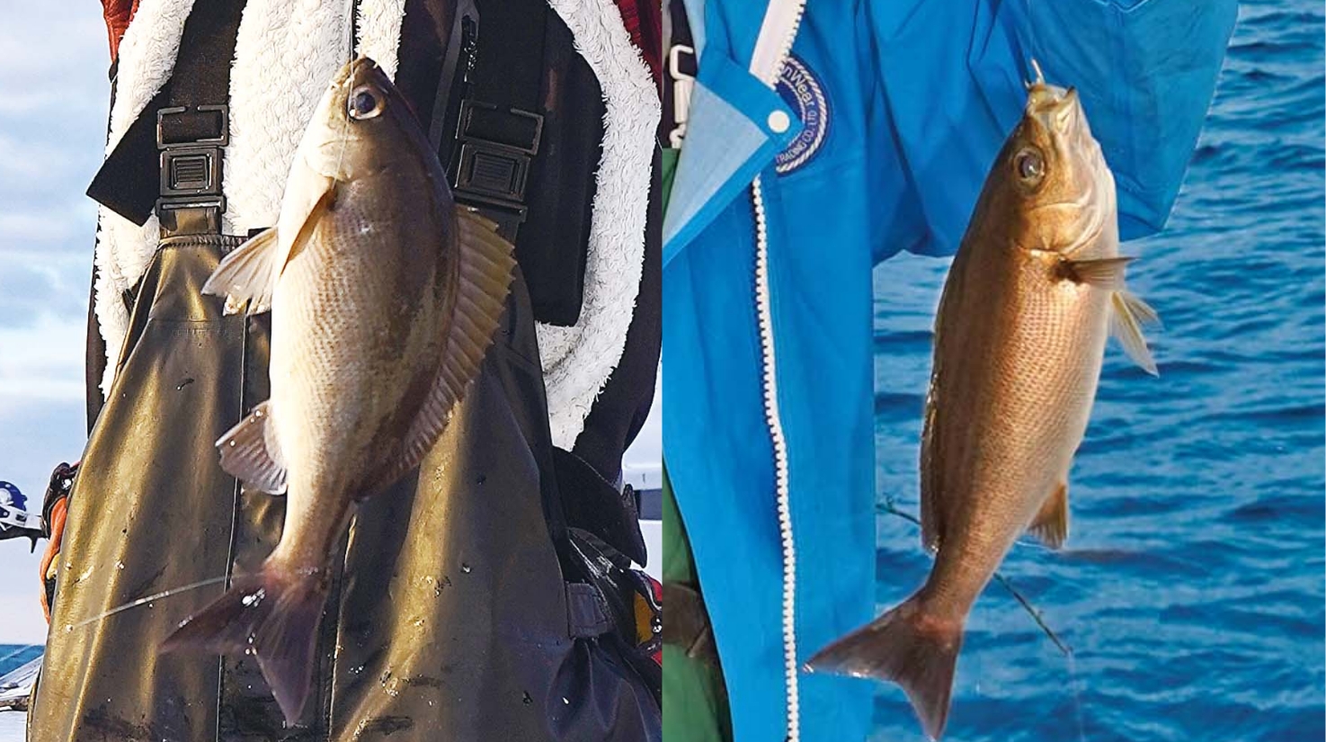 【ガチライト】オモリ40号のイサキ釣りは 想像の遥か上の面白さだ！