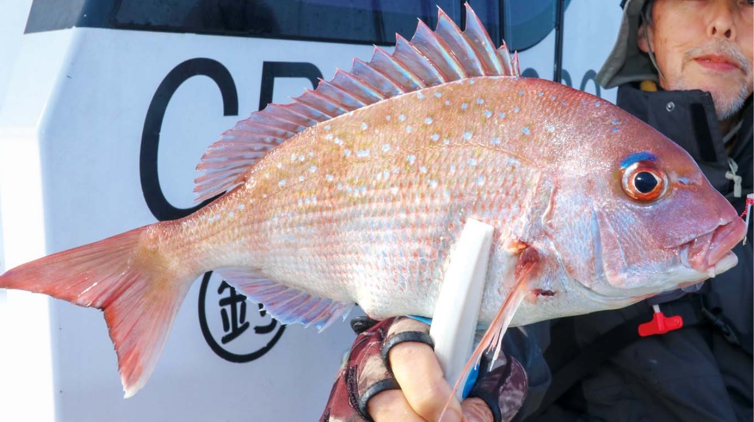 【ガチライト】飯岡沖のマダイ好模様 浅場で数釣りチャンス