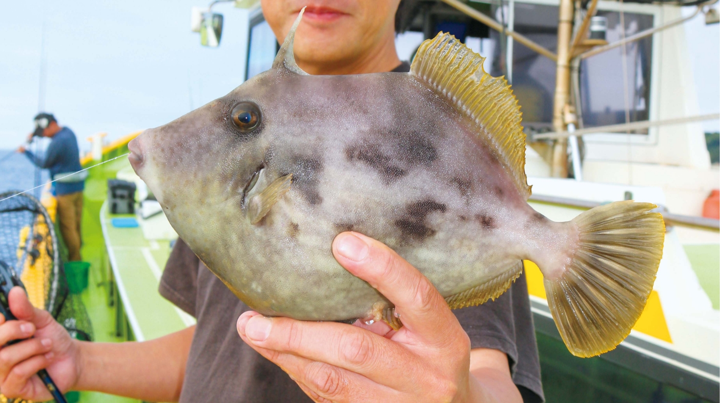 【フグとカワハギ】大型狙いのシーズンイン！ 鴨居〜下浦沖のカワハギ快釣