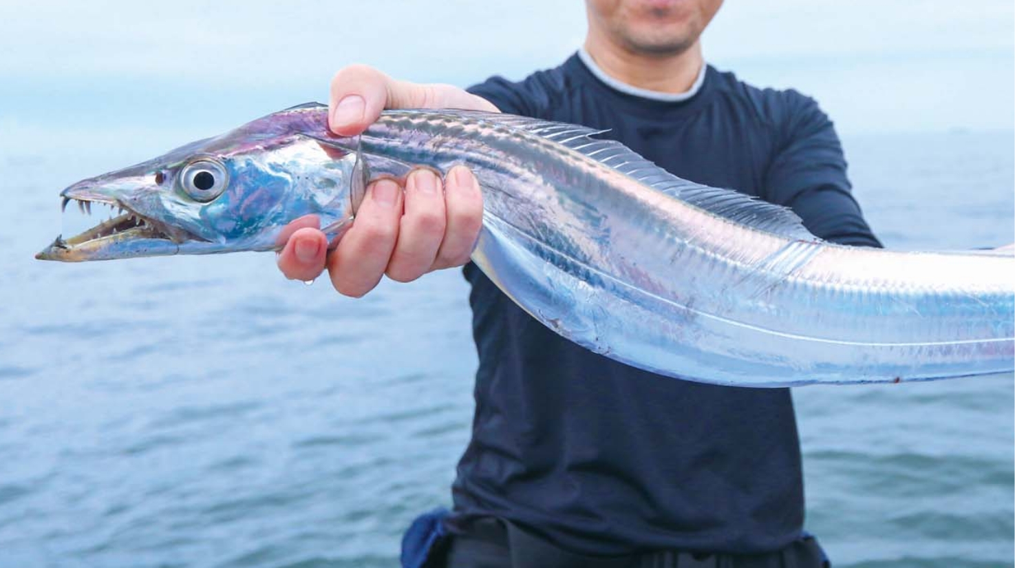 【東京湾の夏タチ全開】ドラゴンラッシュ突入 数も型も狙える好期