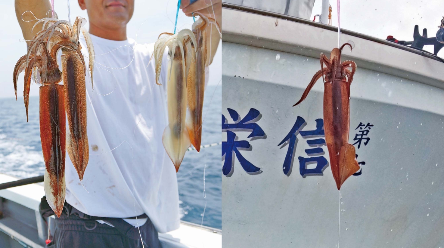 【今、スルメイカに行くべし！】流しっぱなしで乗せ放題!? 白浜沖は中盤戦へ突入！