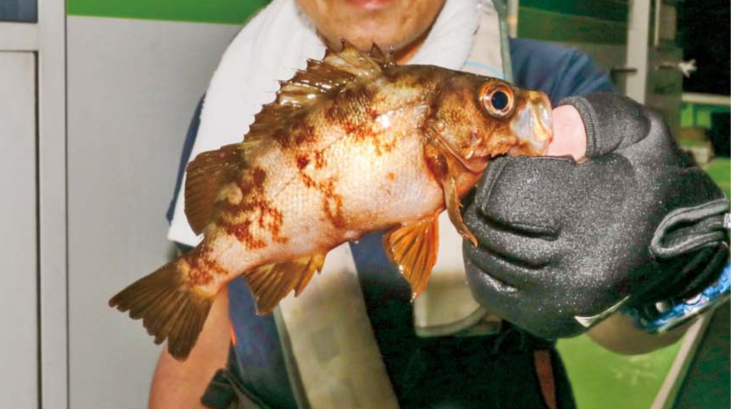 【猛暑は夜釣り！】土曜夜に楽しむ夏の風物詩 大津沖の納涼夜メバル盛況
